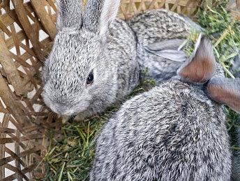 科乐美考虑将《寂静岭》系列移植到当代主机上